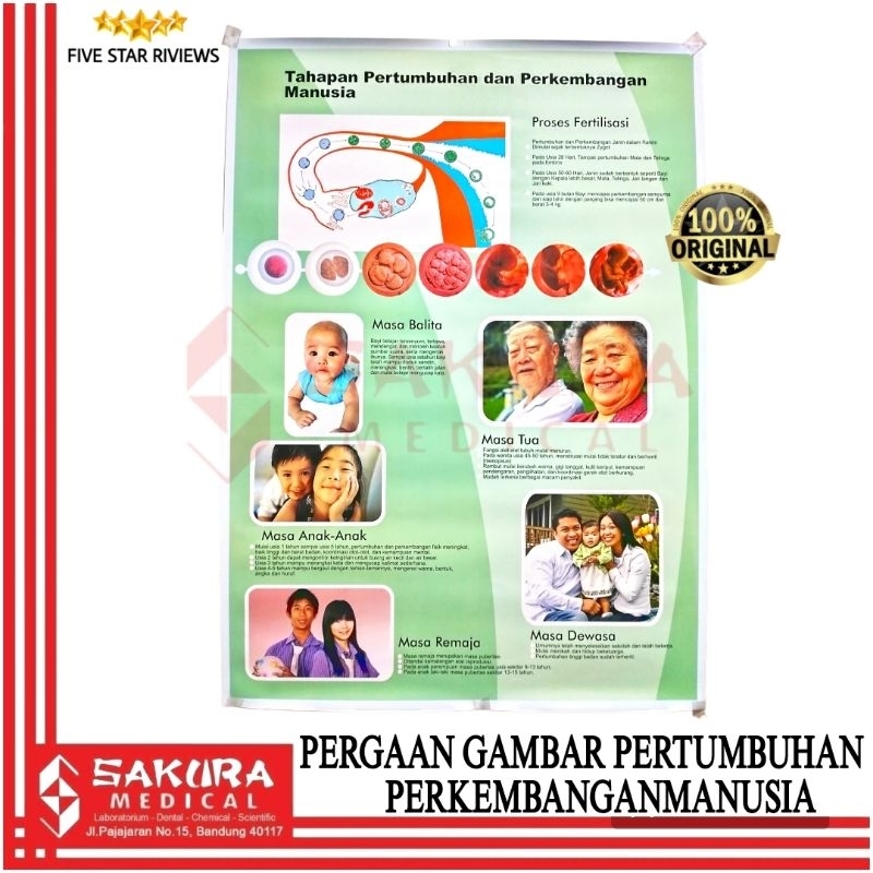 

Peragaan gambar pertumbuhan perkembangan manusia