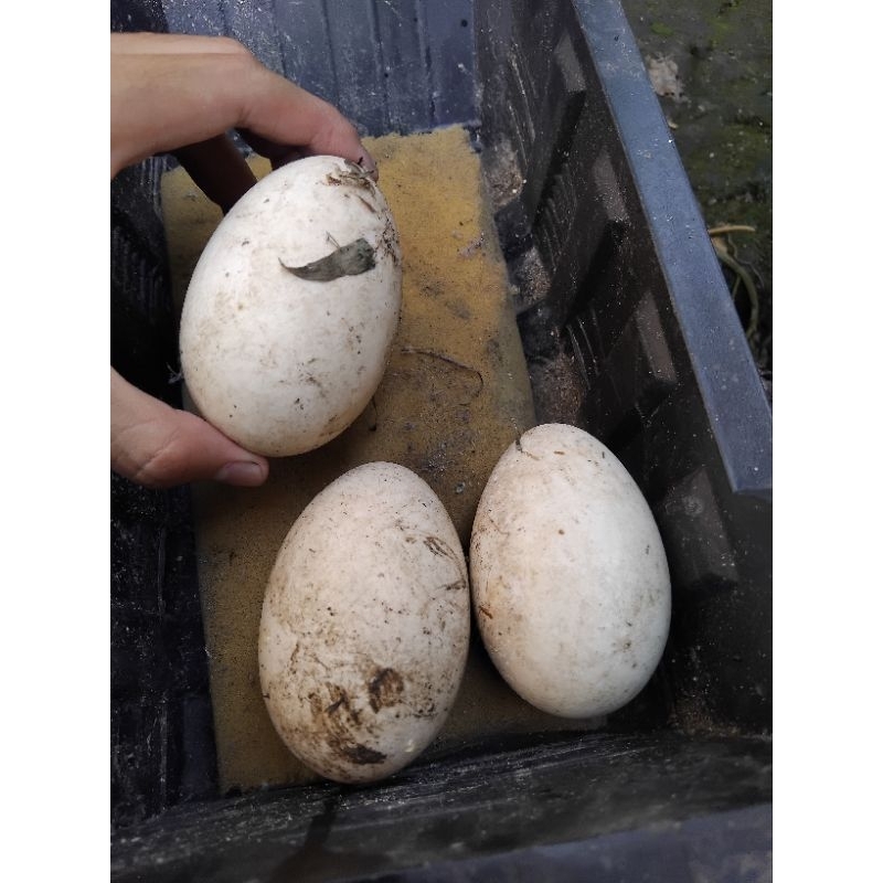 

Telur angsa busuk calang, telur soang calang. STOK TERBATAS