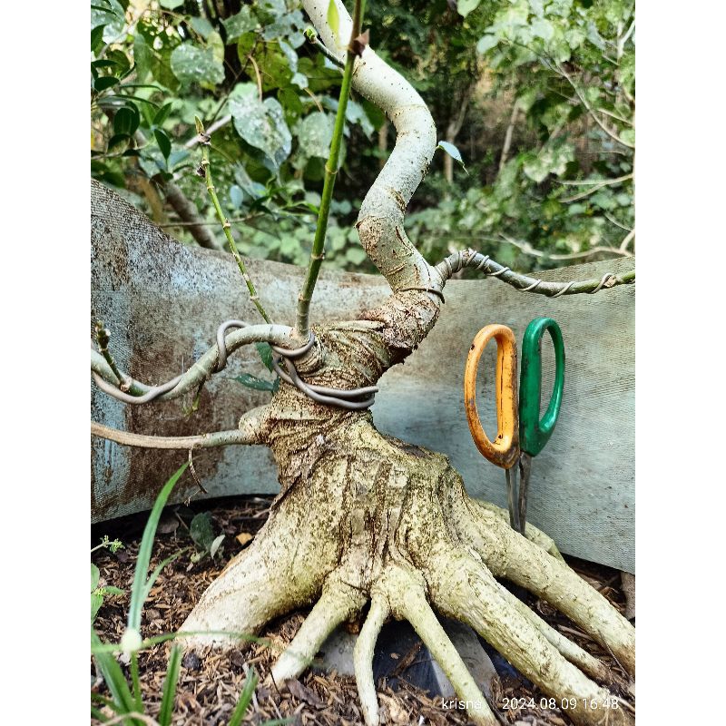 waru india program akar bahan bonsai waru india