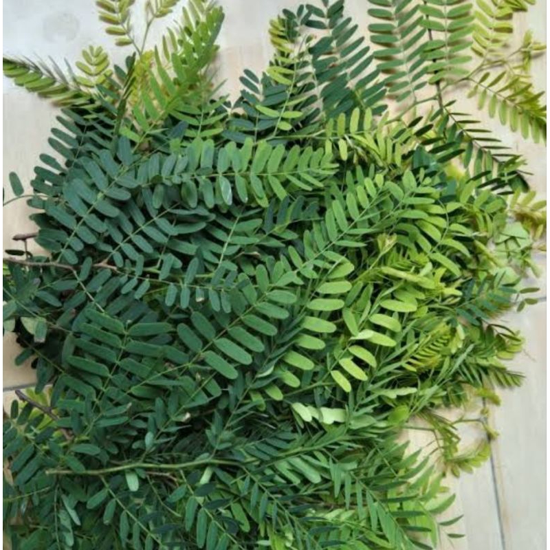 

daun sinom/asam segar