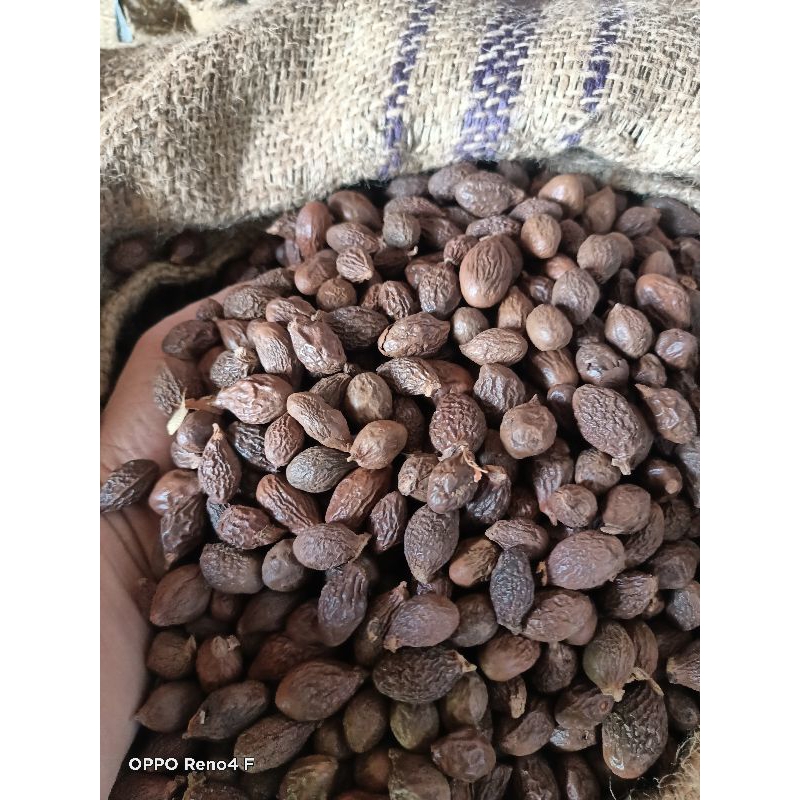 

BUAH TEMPAYANG DIJUAL KILOAN
