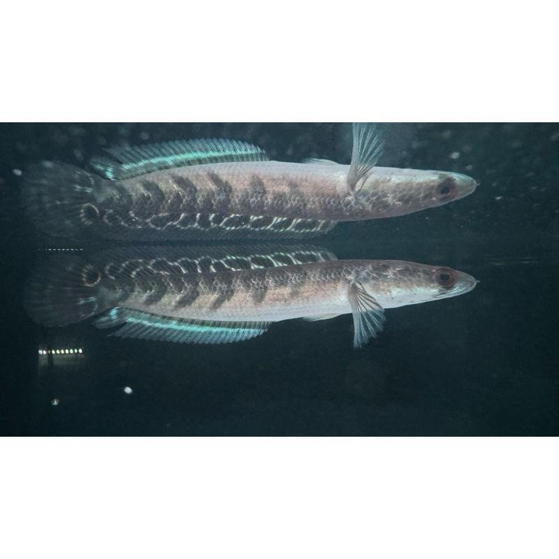 Yellow Sentarum (Maru) Batik SIMET