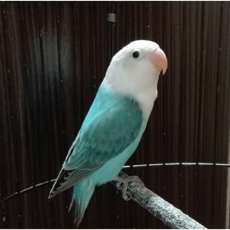 lovebird biola blue