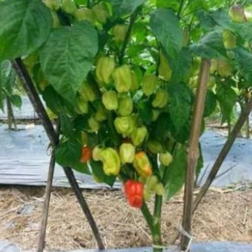 4 Butir Bibit benih biji cabe katokkon toraja merah cabai katokkon extra pedas khas toraja