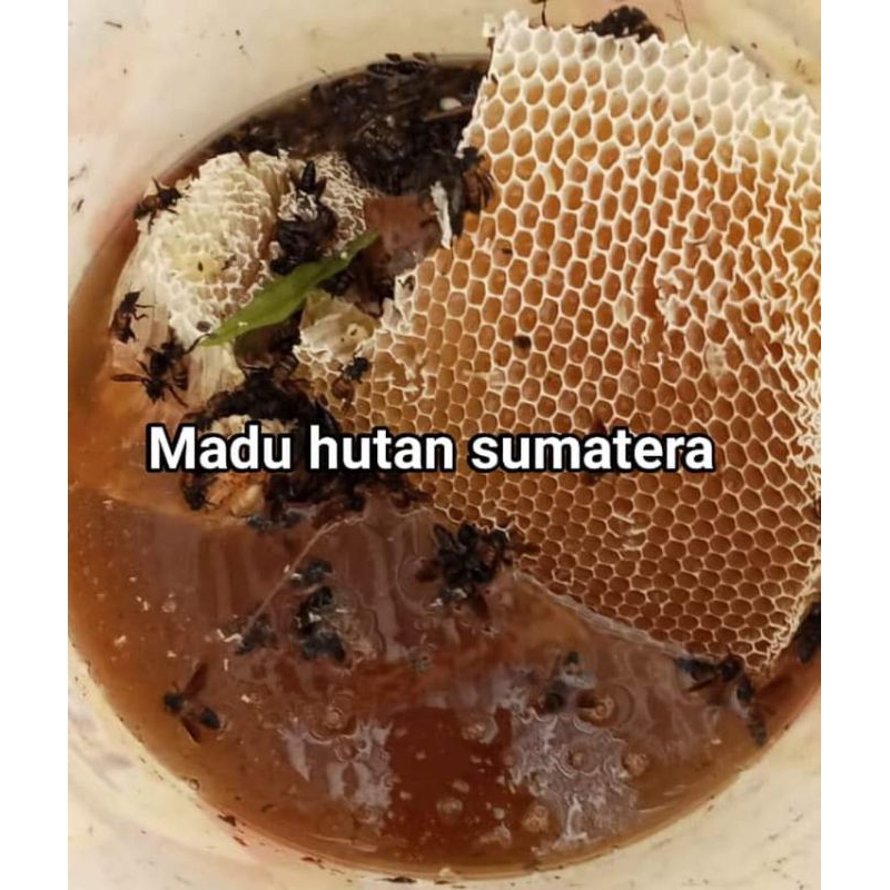 

madu asli lebah liar hutan sumatera