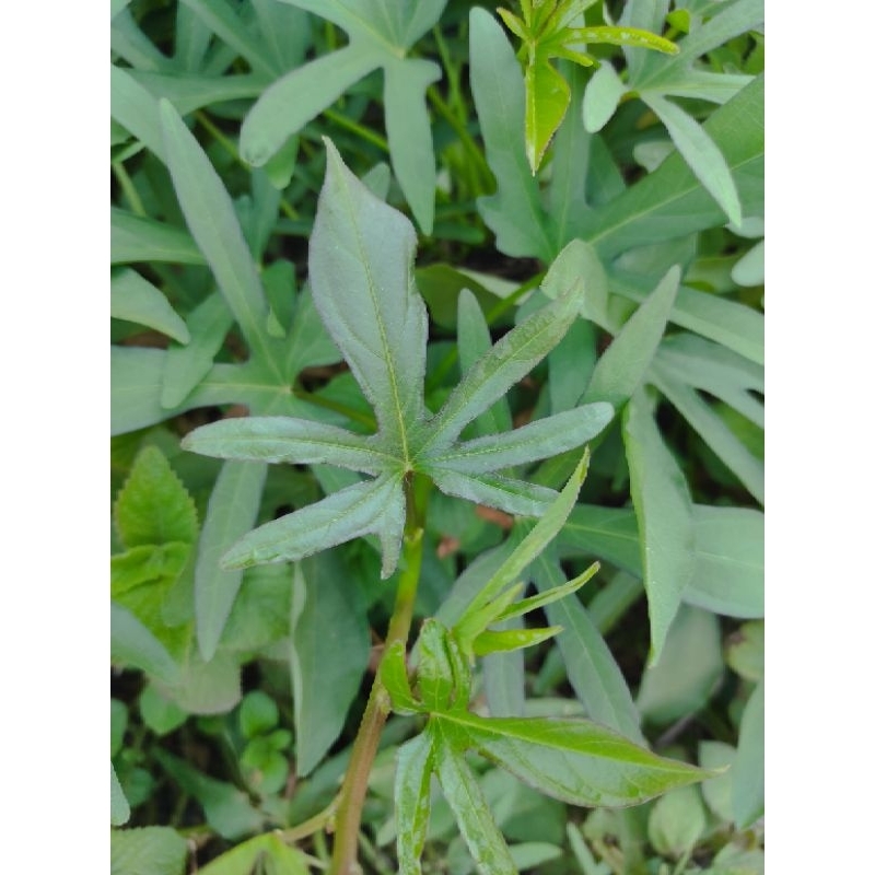 

Ubi Cilembu (daging putih) bibit ubi per batang