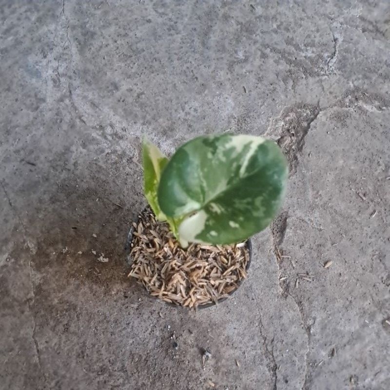 sente/alocasia var putih