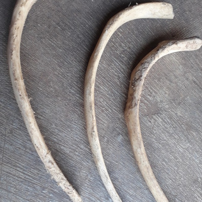 

Kekinian bahan iga duyung