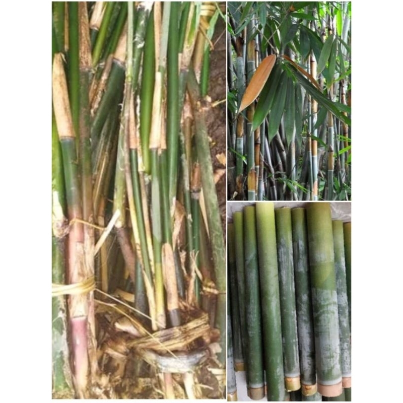 bibit bambu lemang/talang 40 cm