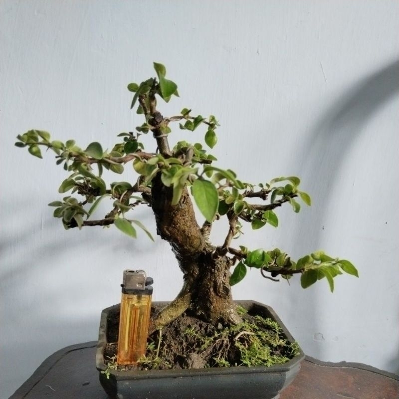 Bonsai delima batu mame