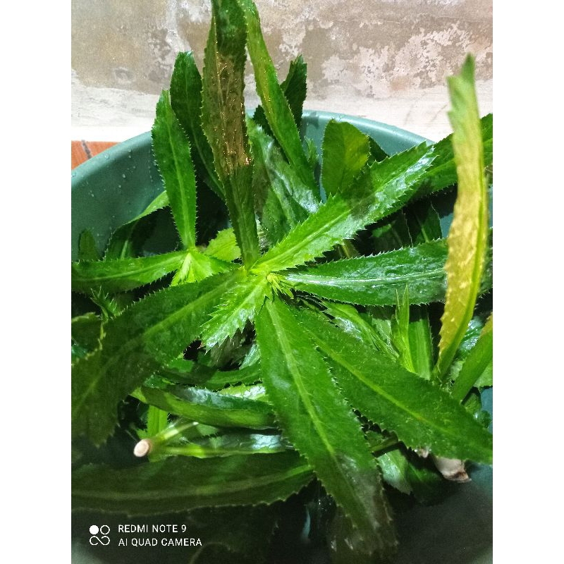 

Daun walang sengit atau daun walang geni segar 1kg