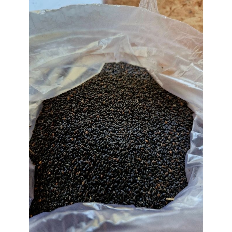 Benih Kemangi Lalapan Sayur 1KG || Bibit Unggul Kemangi Murah
