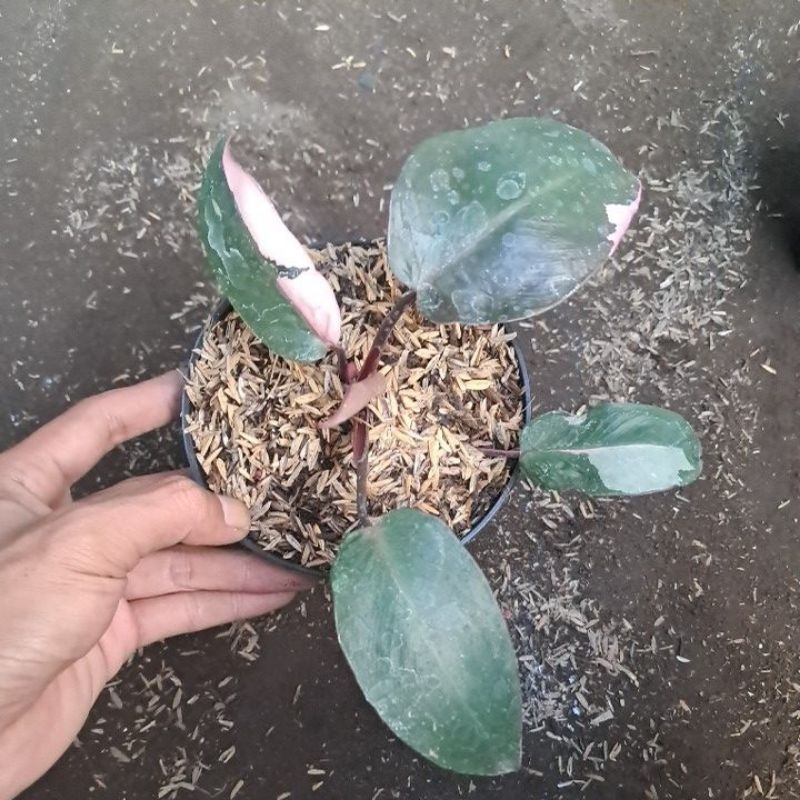 philodendron pink princess