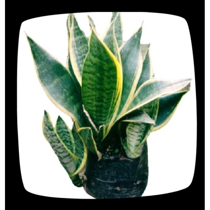 Tanaman hias sensivera superba.