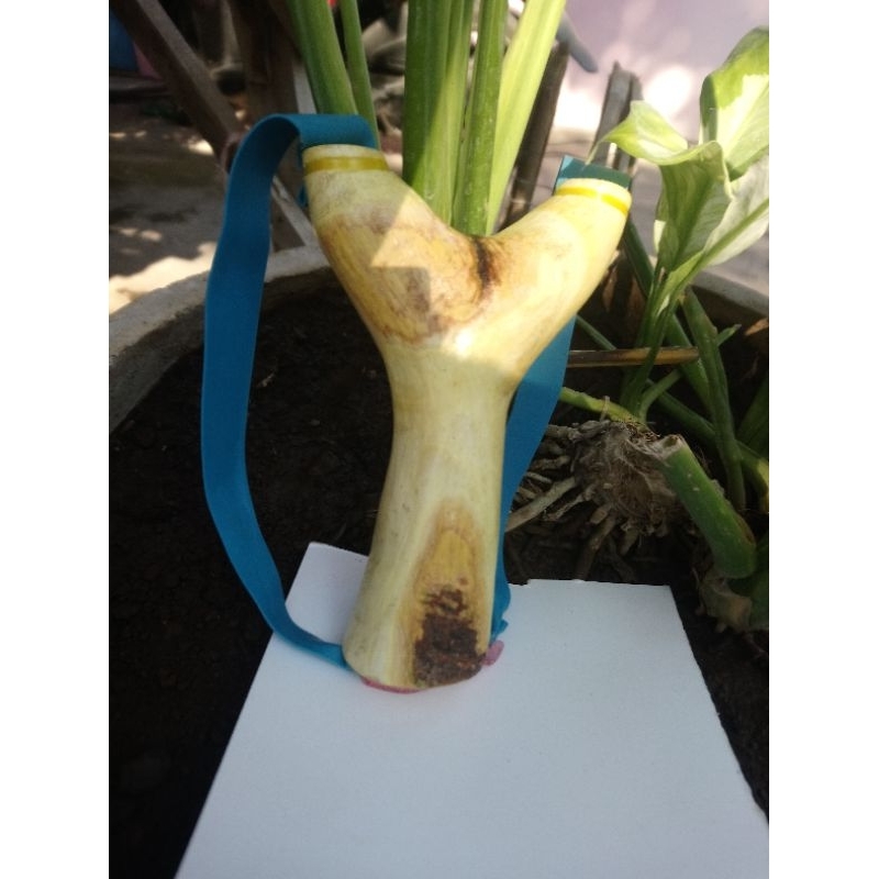 ketapel cabang kayu natural