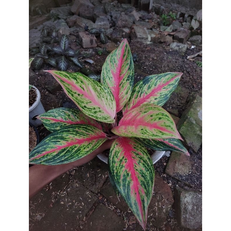 paket 4 aglonema tanian lokal golden sweet, sexy back, mutiara alba dan reina merah