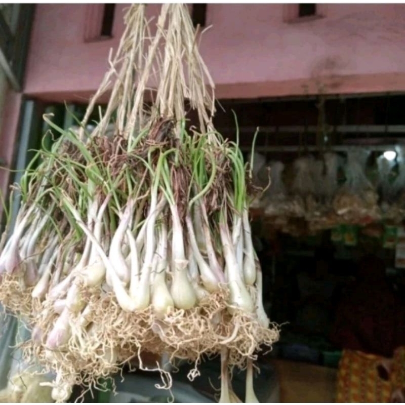 

Lengkio Segar perIkat