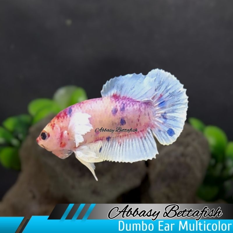 Plakat Dumbo Ear Multicolor Male Real Picture Dm3