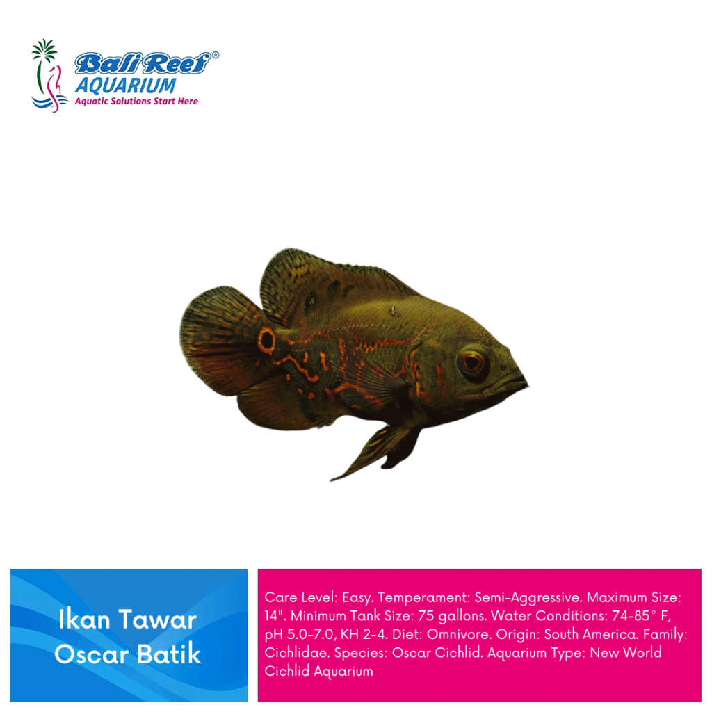 Ikan Hias Air Tawar Oscar Batik