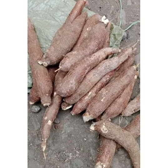 

Singkong kuning/telo sepe kuning Blitar/ 1kg/ manis gurih empuk/ premium/ hasil panen sendiri