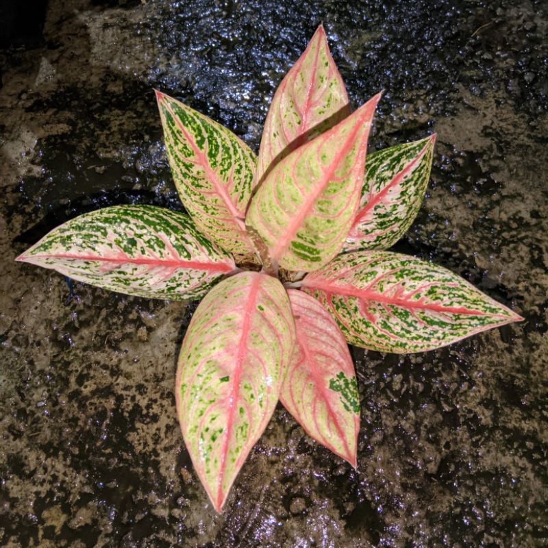 (BEST) AGLONEMA LEGACY TULANG IKAN KOLEKSI FULL ROSET DAUN MELINGKAR