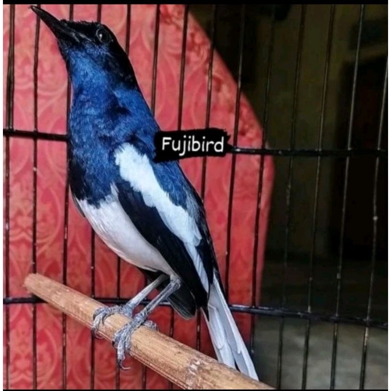 KACER DADA PUTIH VOR TOTAL RAWATAN