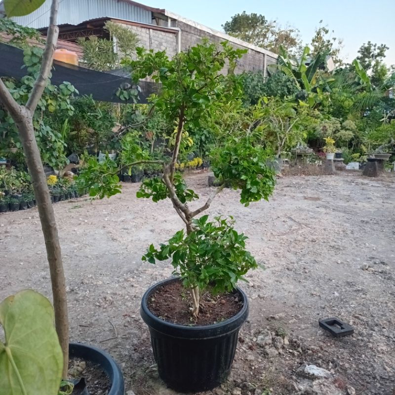 Serut bonsai taman tinggi 1 meter up