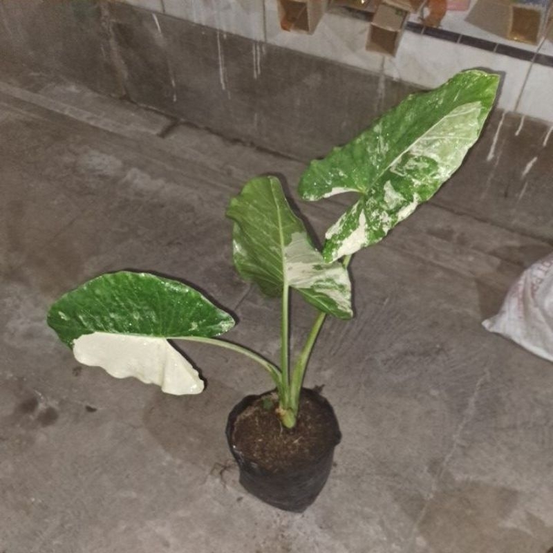 alocasia sente variegatha putih 2kg