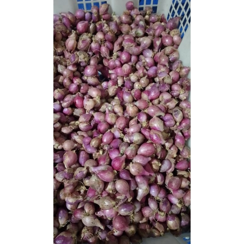 

Bawang merah ukuran kecil 1kg