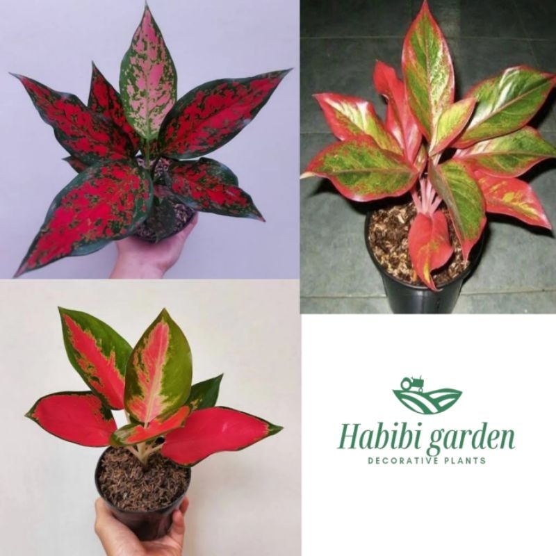 Paket 3 aglonema murah ( Red kochin - Venus -Redlipstik) Pohon berdaun rimbun - Pohon hidup tanaman 