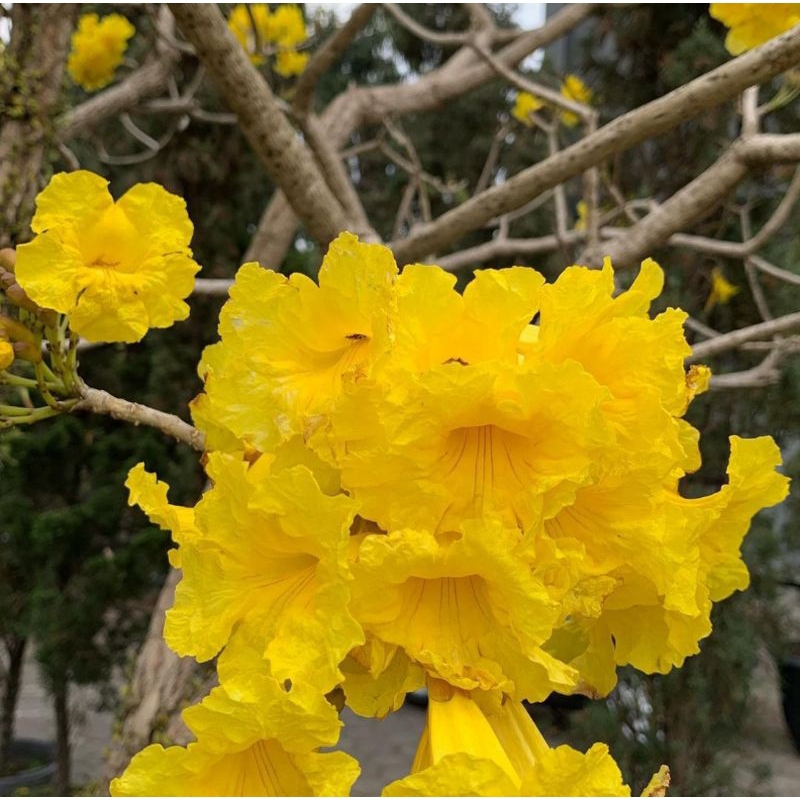 BIBIT Bunga Tabebuya - Pohon Tabebuya Bunga Kuning