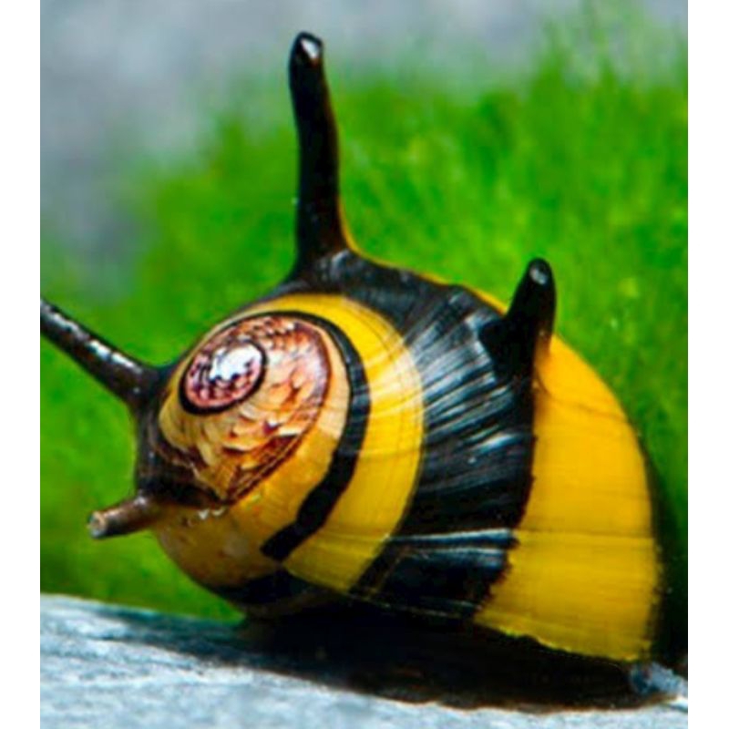 keong Bumblebee pembersih lumut,alga(aquarium,aquascape)