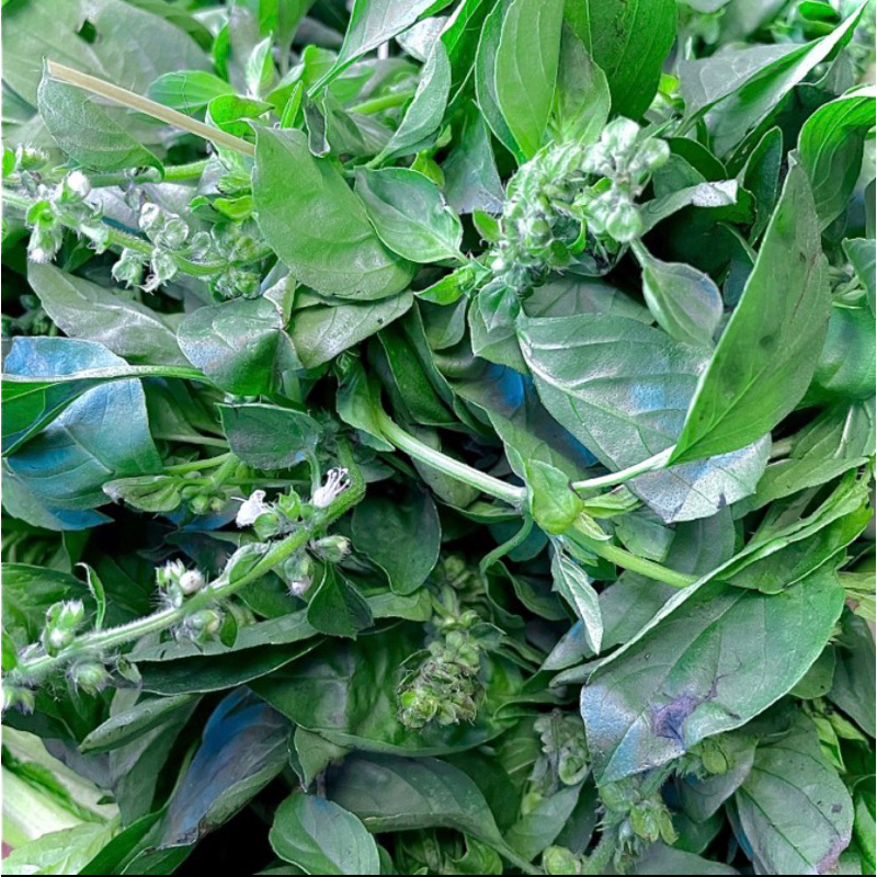 

kemangi / daun kemangi (1 IKAT) / lalaban / lalapan