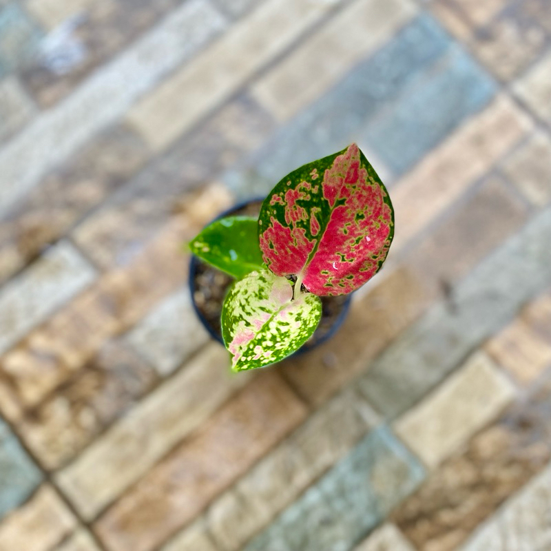 Aglaonema suksom batik