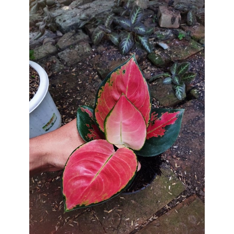 paket 3 Aglonema tanian lokal eboni, pink sunset dan carlybrown