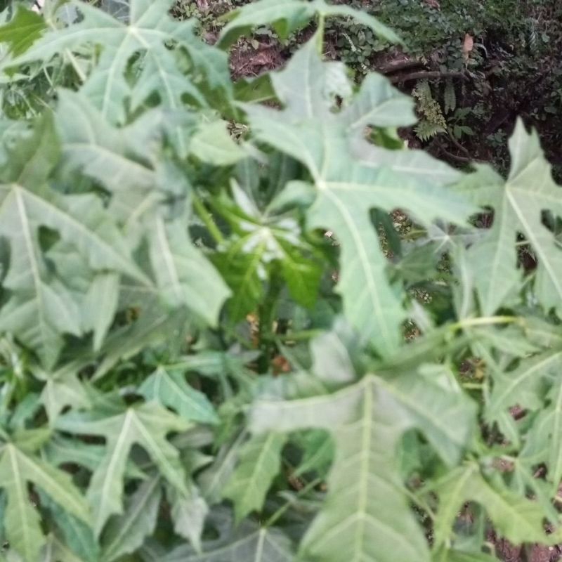

Daun Gedi Daun Pepaya Jepang 1 Kg