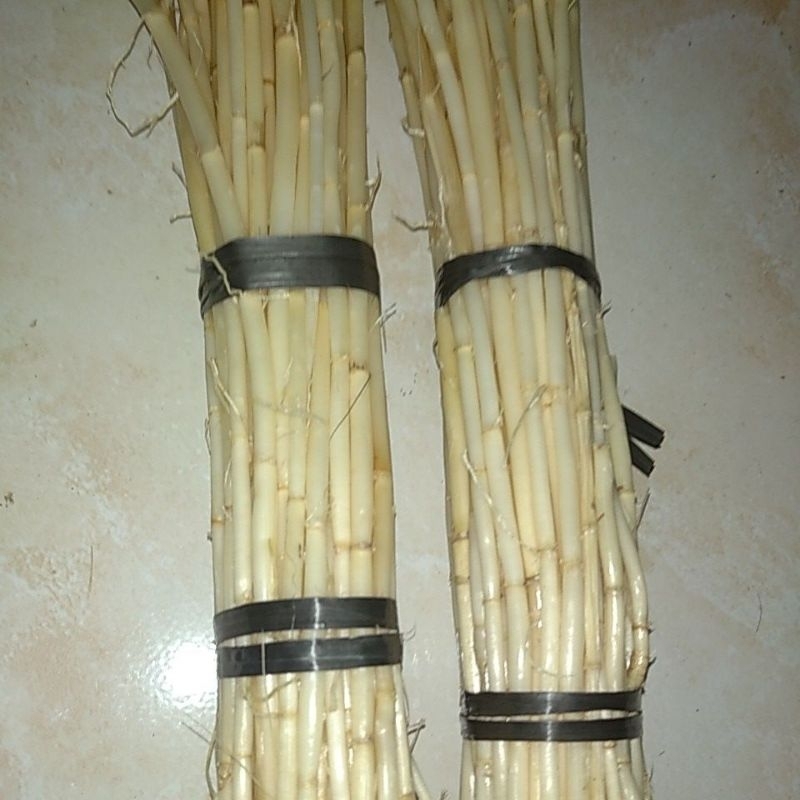 

AKAR ILALANG ~AKAR ALANG-ALANG SEGAR~COGON GRASSROOTS 500gram