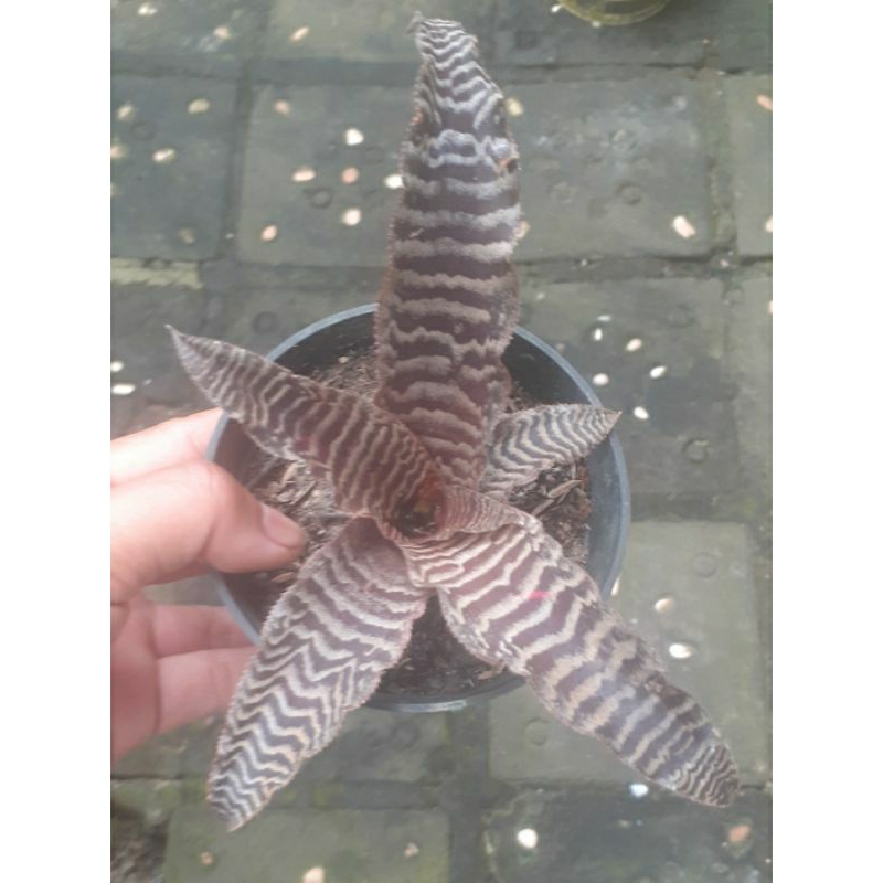 cryptanthus zonatus zebra coklat