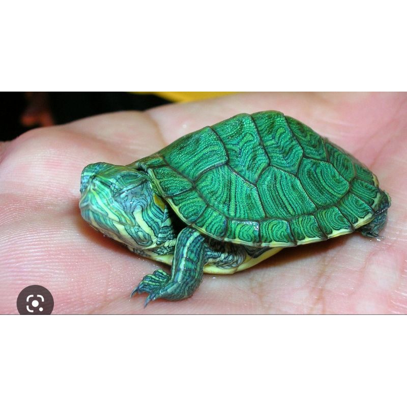 koleksi kura² Brazil size 5-7cm berkualitas