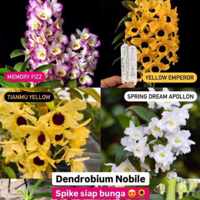 Anggrek Dendrobium Nobile