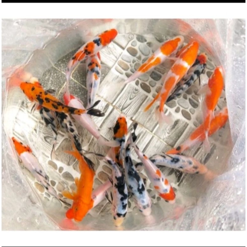 

paket 20 ekor koi mix ukuran 15-20cm