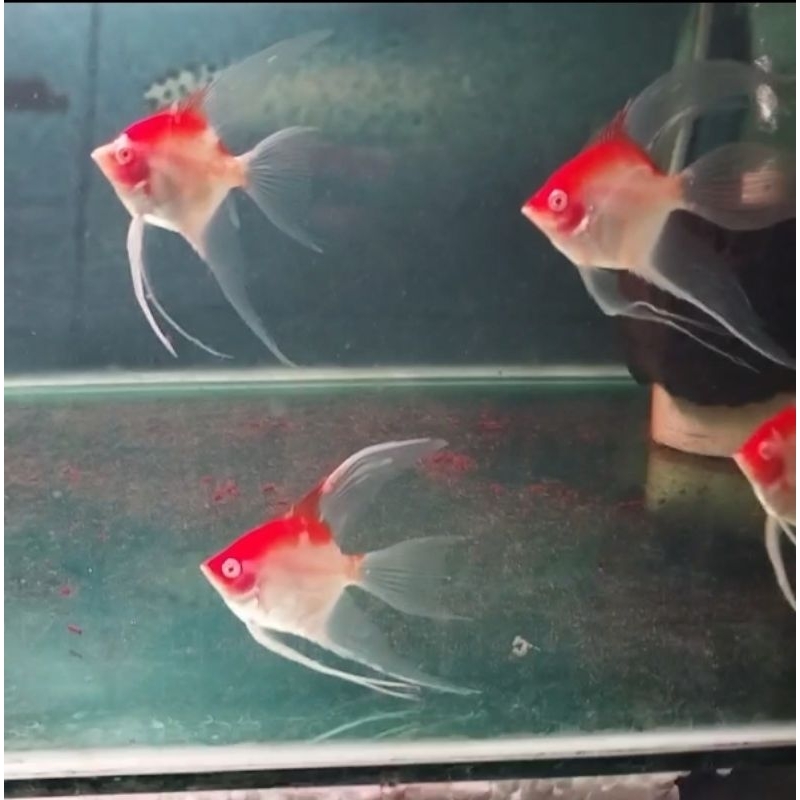 Aksesoris aquarium(Manfish Red Cup Albino Slayer & Red Cup Albino Bondol)