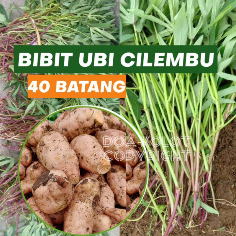Bibit Ubi Cilembu Madu 40 Batang Umbi Madu Cilembu