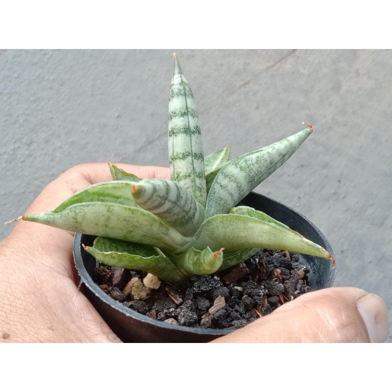 Sansevieria Boncel variegata