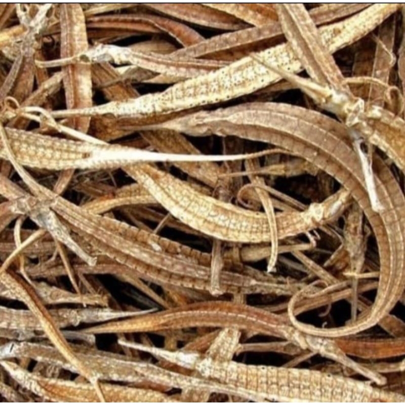 Naga Laut Kering Hai Long Obat Herbal