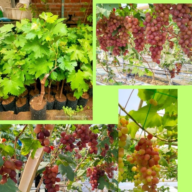 Tanaman Anggur Jupiter, TanamanAnggur Import, Benih Anggur Jupiter