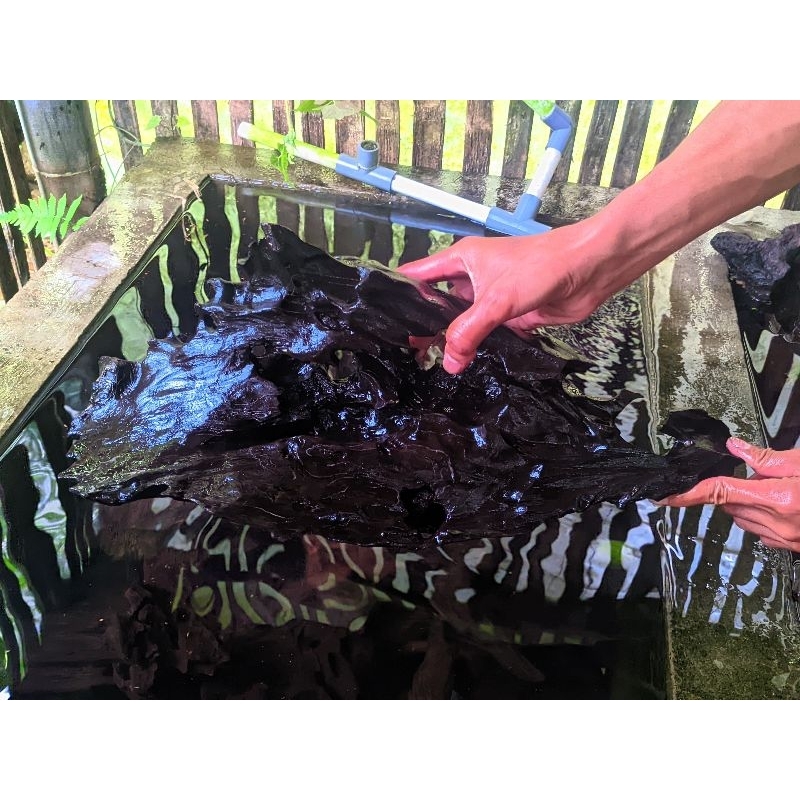 kayu rentek tenggelam bebas tanin size XL