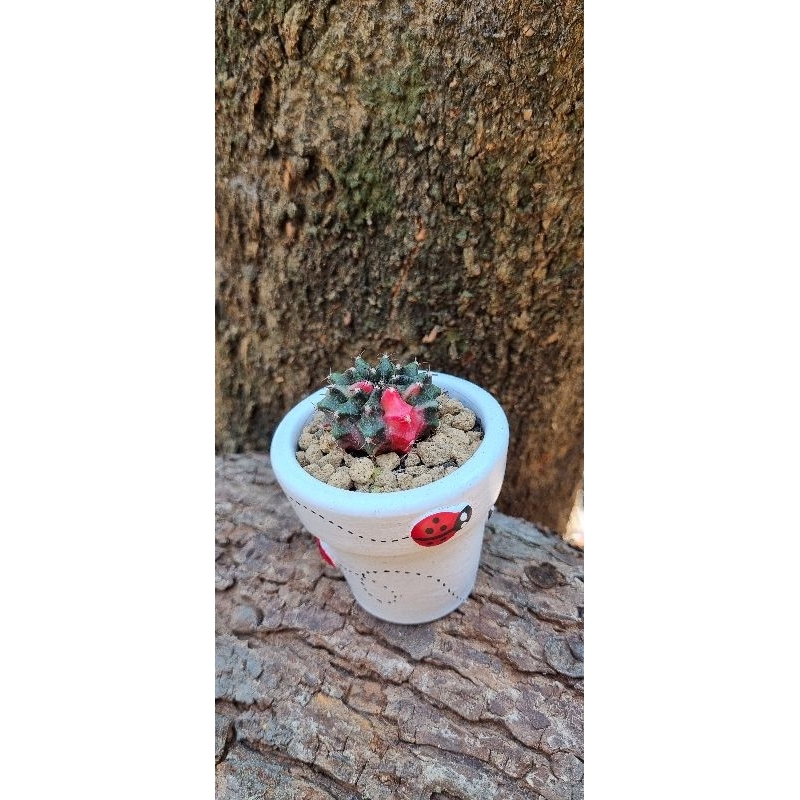 Kaktus Cactus Miha Pink