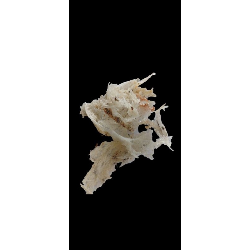 

sarang walet kakian 250gram