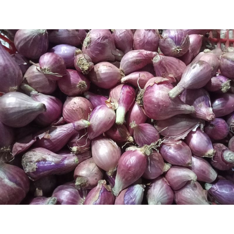 

Bawang merah sedang 250g - 1kg / bawang merah / bawang / bawang merah brebes / bawang fresh / sayur / sayur fresh